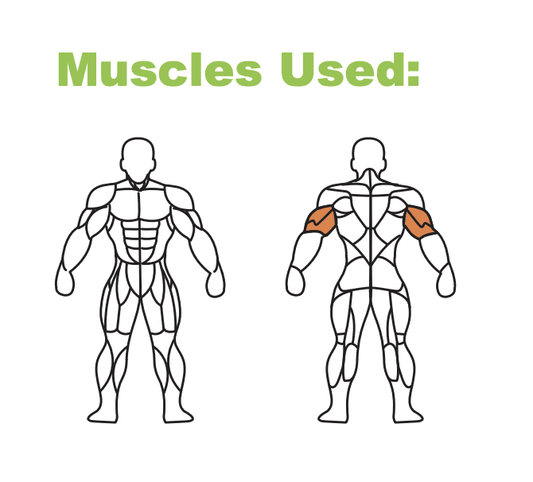 STEX PLATE-LOADED Triceps Extension / Trizepsdrücken